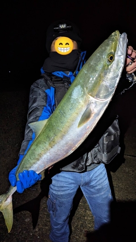 ブリの釣果