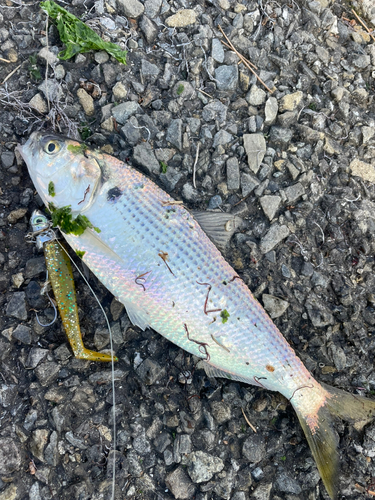 コノシロの釣果