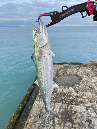 サゴシの釣果