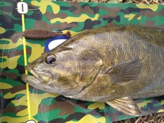 スモールマウスバスの釣果