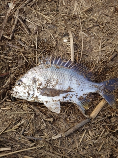 キビレの釣果