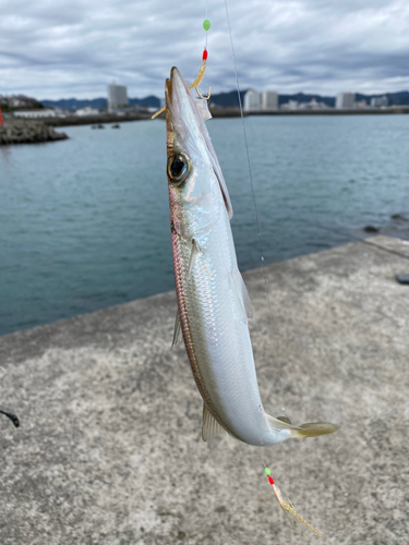 カマスの釣果