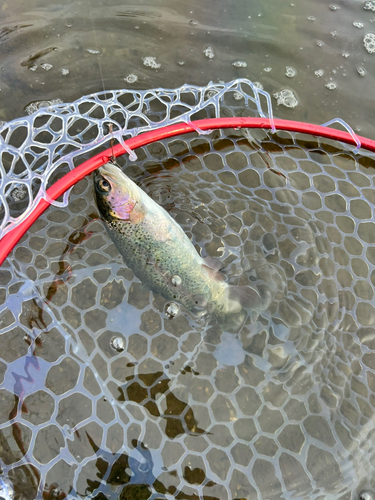 ニジマスの釣果