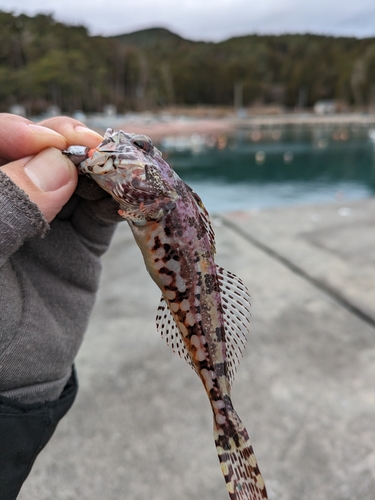 アイナメの釣果