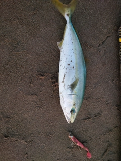 イナダの釣果