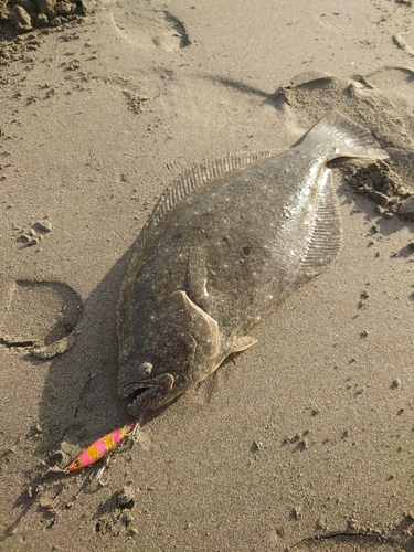 ヒラメの釣果