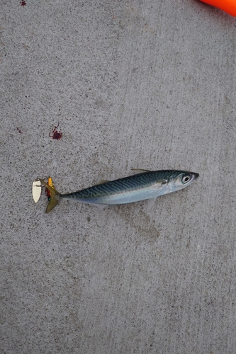 サバの釣果