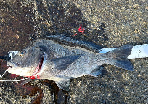 チヌの釣果