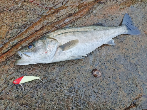 スズキの釣果