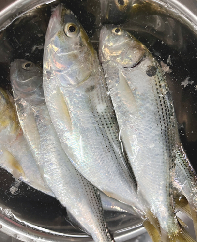 コノシロの釣果