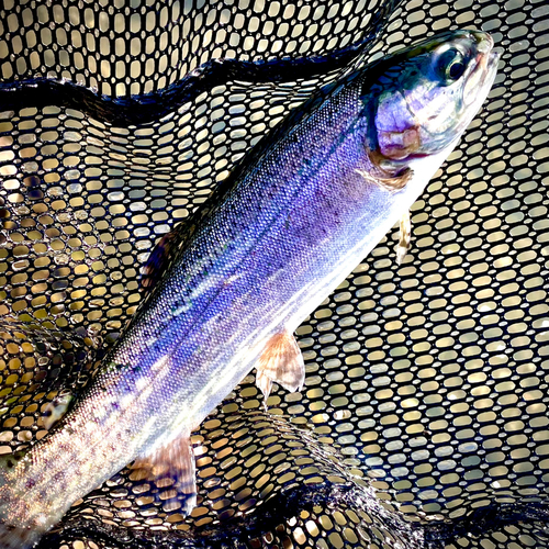 ニジマスの釣果