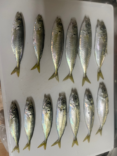 アジの釣果