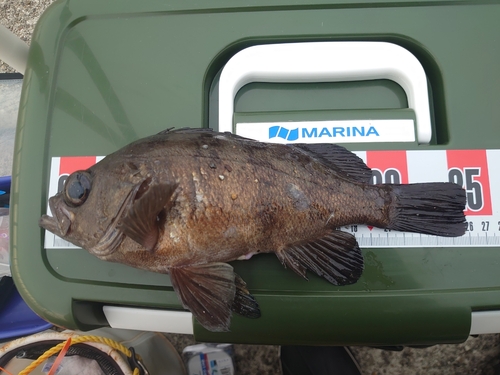 メバルの釣果