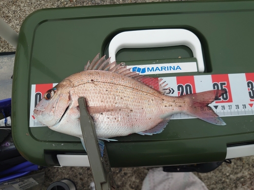 マダイの釣果