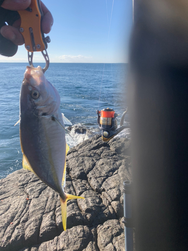 シマアジの釣果