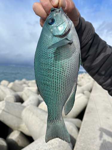 メジナの釣果