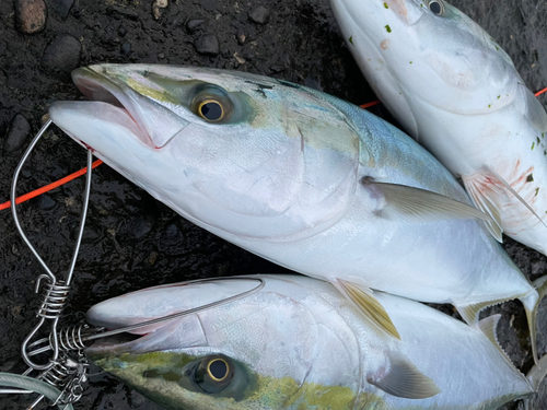 メジロの釣果