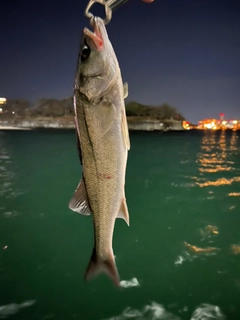 スズキの釣果