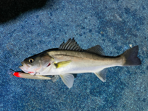 スズキの釣果