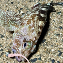 ガシラの釣果