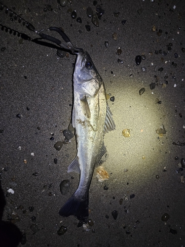 スズキの釣果