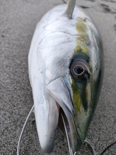 ワラサの釣果