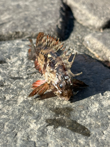 ハオコゼの釣果