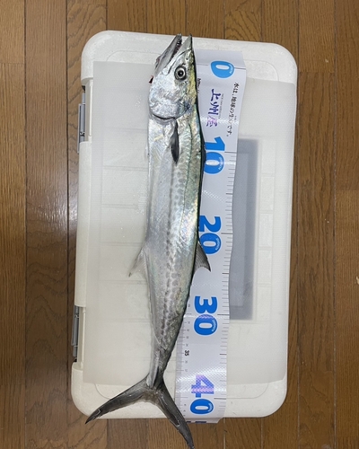 サゴシの釣果