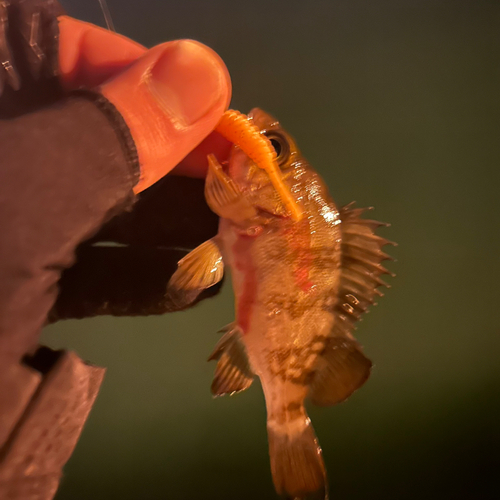 メバルの釣果