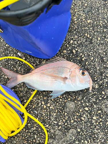 マダイの釣果