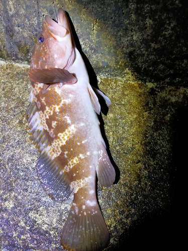 アコウの釣果