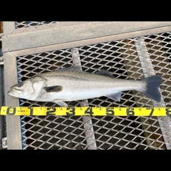 スズキの釣果