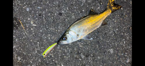 カマスの釣果