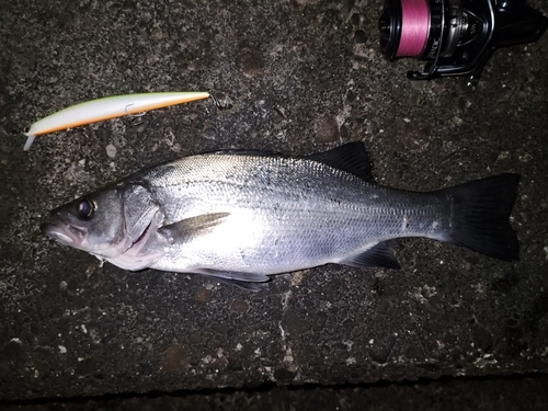 ヒラスズキの釣果