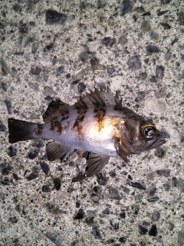 アオメバルの釣果