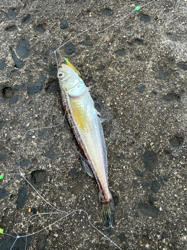 ハタハタの釣果