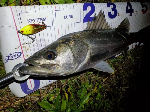 シーバスの釣果