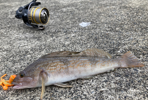 アイナメの釣果