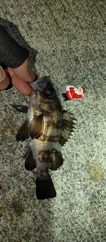 シロメバルの釣果