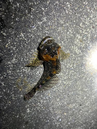 ニジカジカの釣果