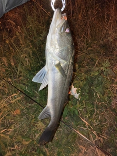 セイゴ（ヒラスズキ）の釣果