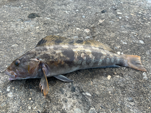 アイナメの釣果