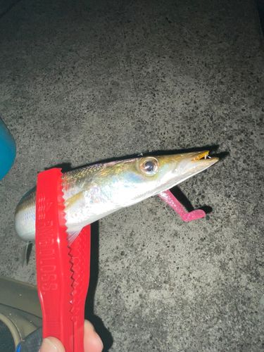 アカカマスの釣果