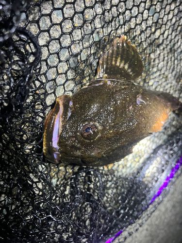 ギスカジカの釣果