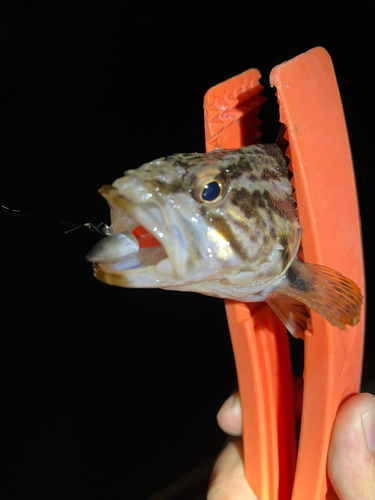 タケノコメバルの釣果