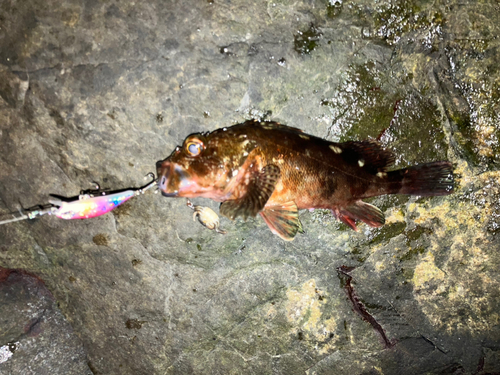 カサゴの釣果