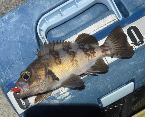 メバルの釣果