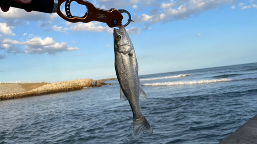 セイゴ（ヒラスズキ）の釣果