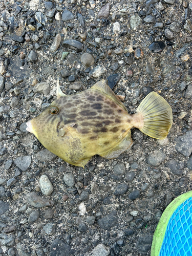 カワハギの釣果