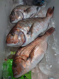 タイの釣果